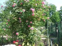 Garten2014 005.webp