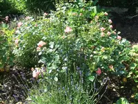 Garten2014 009.webp