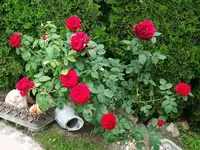 DSC01616.webp