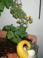 IMGP0051.webp