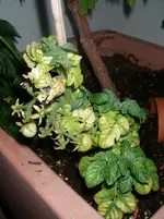 IMGP0053.webp