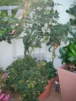 IMGP0055.webp