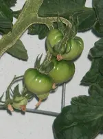 IMGP0056.webp