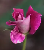 Burgundy ice.webp