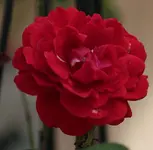 Shalom 140610.webp