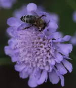 Biene_Skabiose 140610.webp