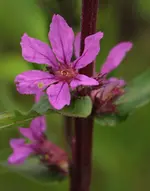 Blutweiderich 140610.webp