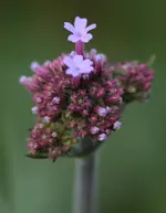 Verbene 140610.webp