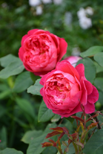 DSC_1804.webp
