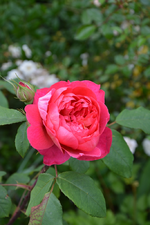 DSC_1805.webp