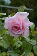 DSC_1806.webp