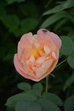DSC_1807.webp