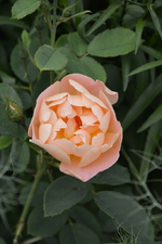 DSC_1808.JPG