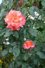 DSC_1811.JPG