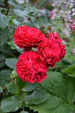 DSC_1812.JPG