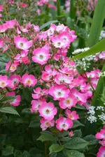 DSC_1816.webp