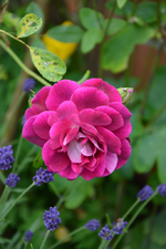 DSC_1818.webp