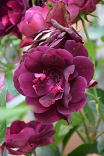 DSC_1819.webp