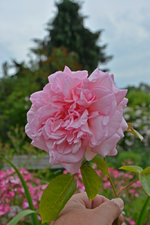 DSC_1823.webp