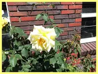 009.webp