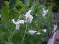 IMGP6676.webp