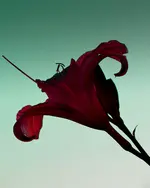 lilium.webp