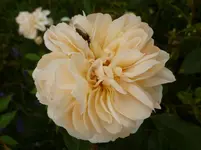 P1130846.webp