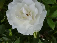 P1130818.webp