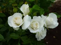 P1130819.webp