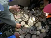 Scallops.webp