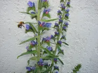 Unbekannte 2.webp