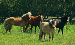 Pferdeherde02_800.webp