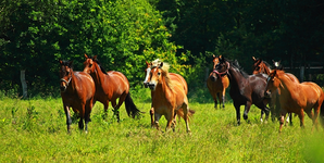 Pferdeherde2_800.webp