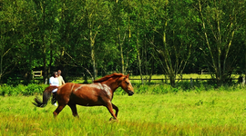 Pferdeherde2a_800.webp