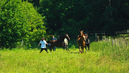 Pferdeherde3_800.webp