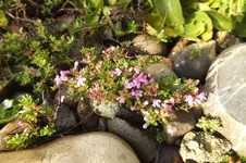 2014_0611Frühling0031.webp