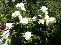BILD2912.webp