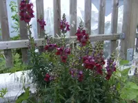 BILD2915.webp