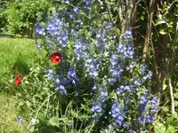 BILD2903.webp