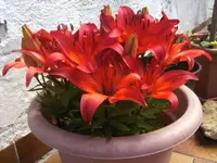 BILD2911.webp
