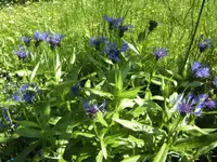 BILD2837.webp