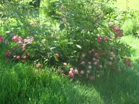 SAM_4443.webp