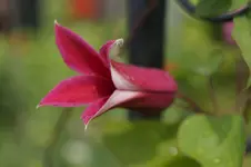 _DSC5995.webp