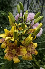 _DSC5975.webp