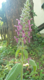 2014-06-11 14.22.30.webp