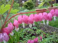 mai 186.webp