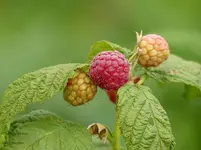 Himbeeren.webp