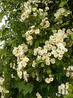 Rambler (4).webp