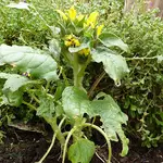 Sonnenblume zerfressen.webp