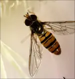 Schwebfliege (2).webp